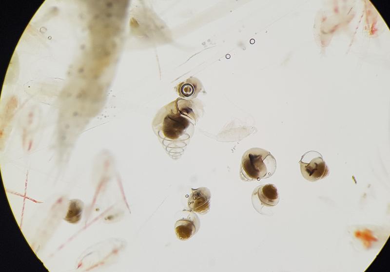 Under mikroskopet arten Limacina retroversa samla inn i Nansenbassenget (stasjon P6).
